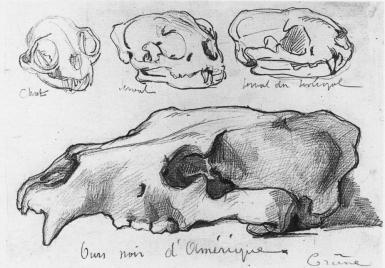 Sketch of Animal Skulls - 1883 - 1888
