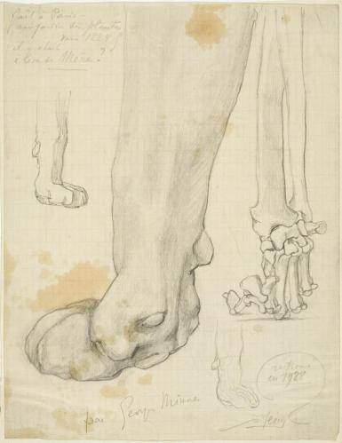 Sketch of a Lion's Foot