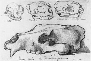 Sketch of Animal Skulls - 1883 - 1888