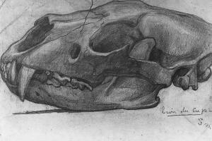 Sketch of an Animal Skull - 1883 - 1888